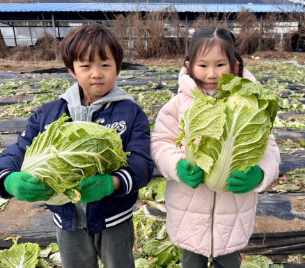 친구들과 함께 배추를 수확해요!